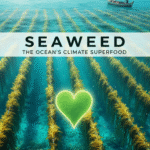 Seaweed The Ocean’s Climate Superfood