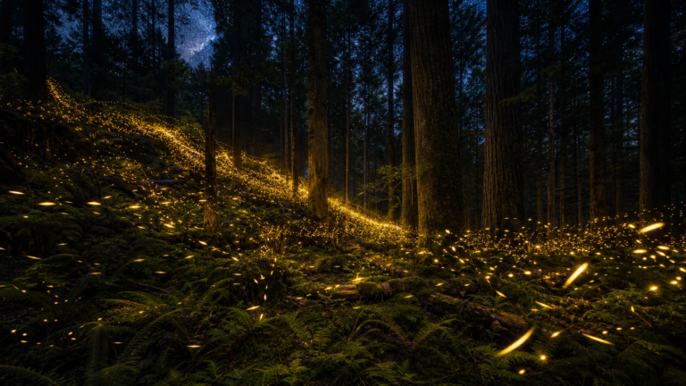 Thousands of Fireflies Flash in Perfect Unison Every June — Here’s the Science Behind It