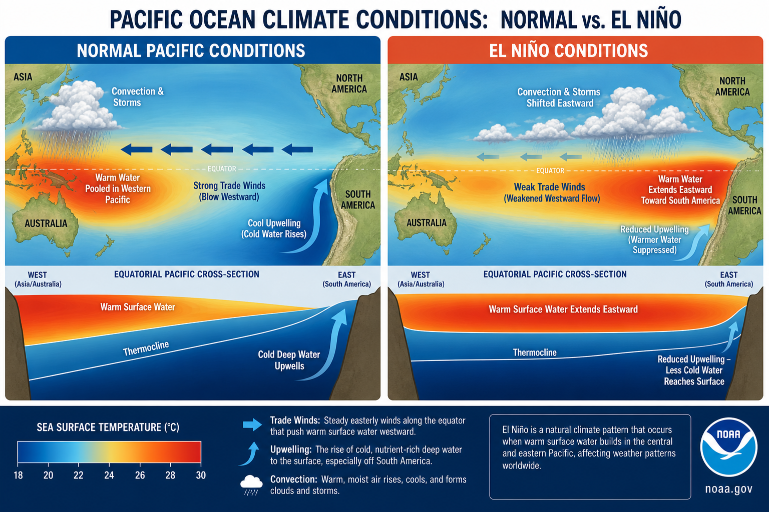 Side-by-side comparison of normal Pacific vs El Niño conditions with trade winds and sea surface temperature patterns