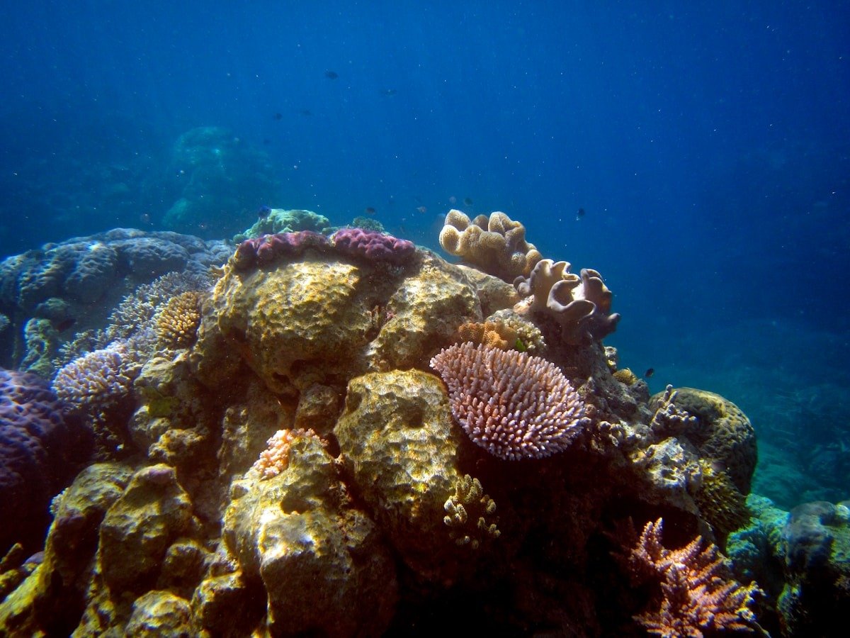 Vibrant coral reef teeming with colorful marine life and tropical fish