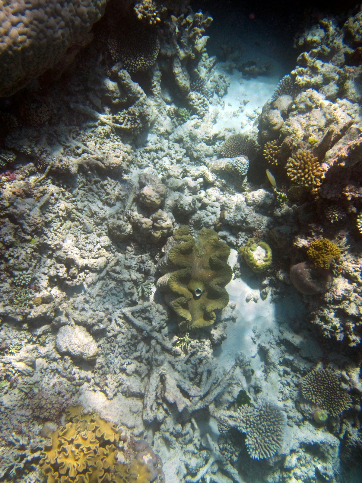 Great Barrier Reef underwater scene with diverse coral and marine biodiversity