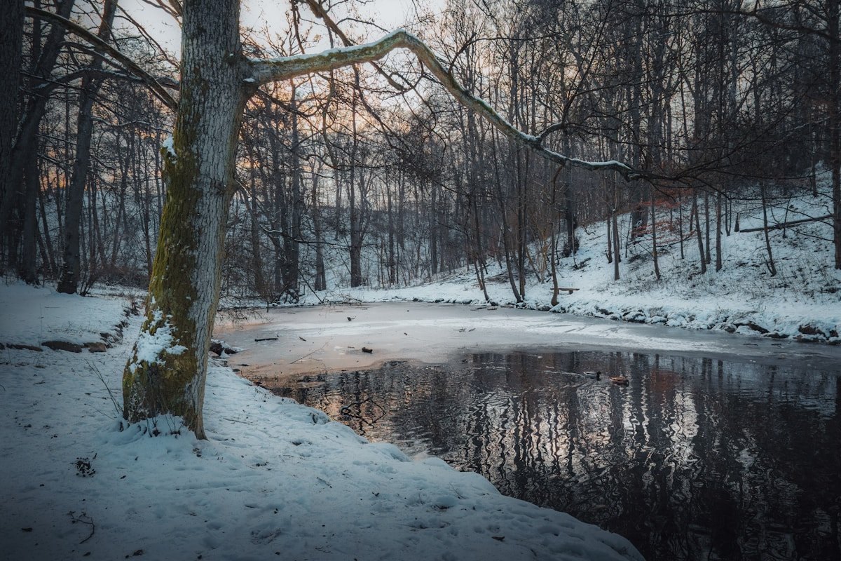 Snowy forest landscape in Sweden, wolverine habitat
