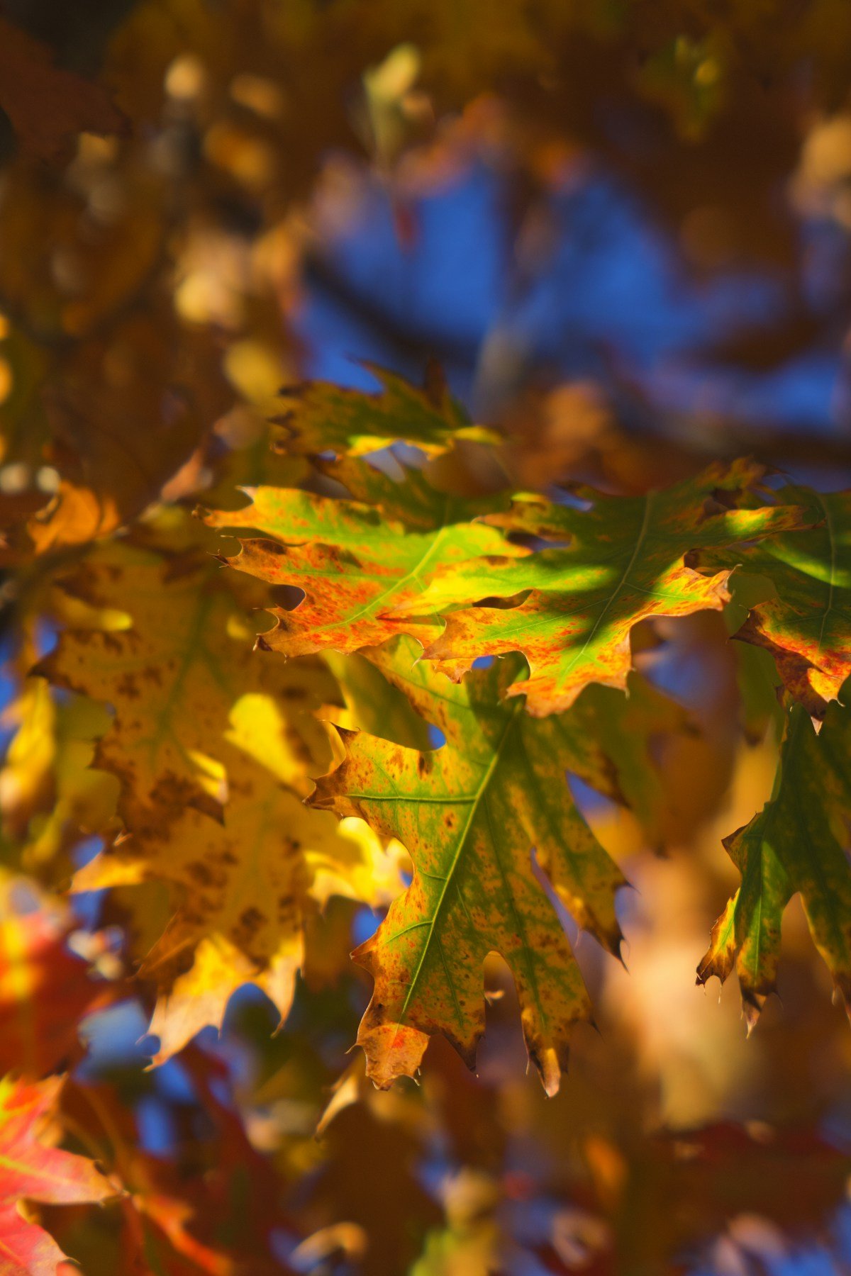 Seasons changing through autumn foliage with colorful leaves