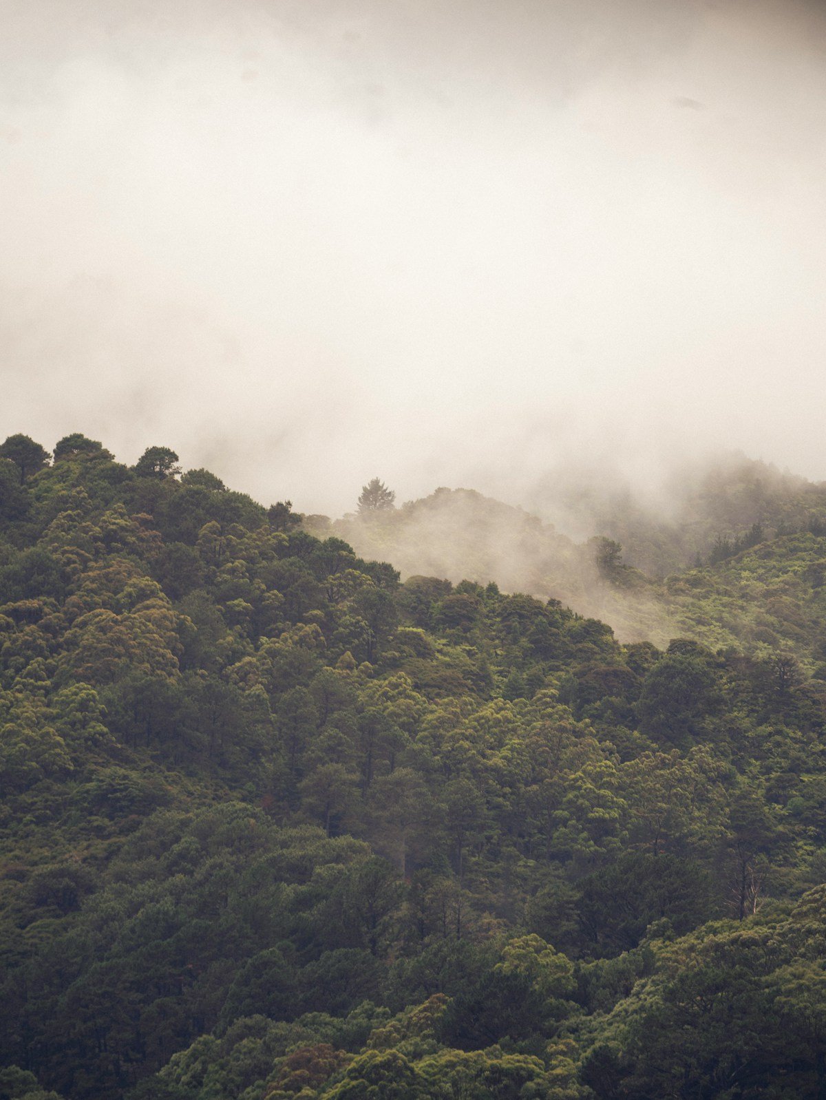 Misty forest canopy with fog among trees showing nature water cycle