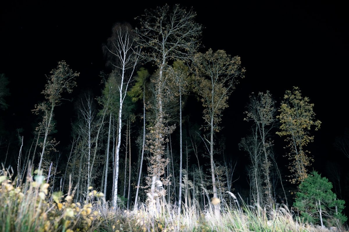 Tall trees in a dark forest at night with mysterious atmosphere