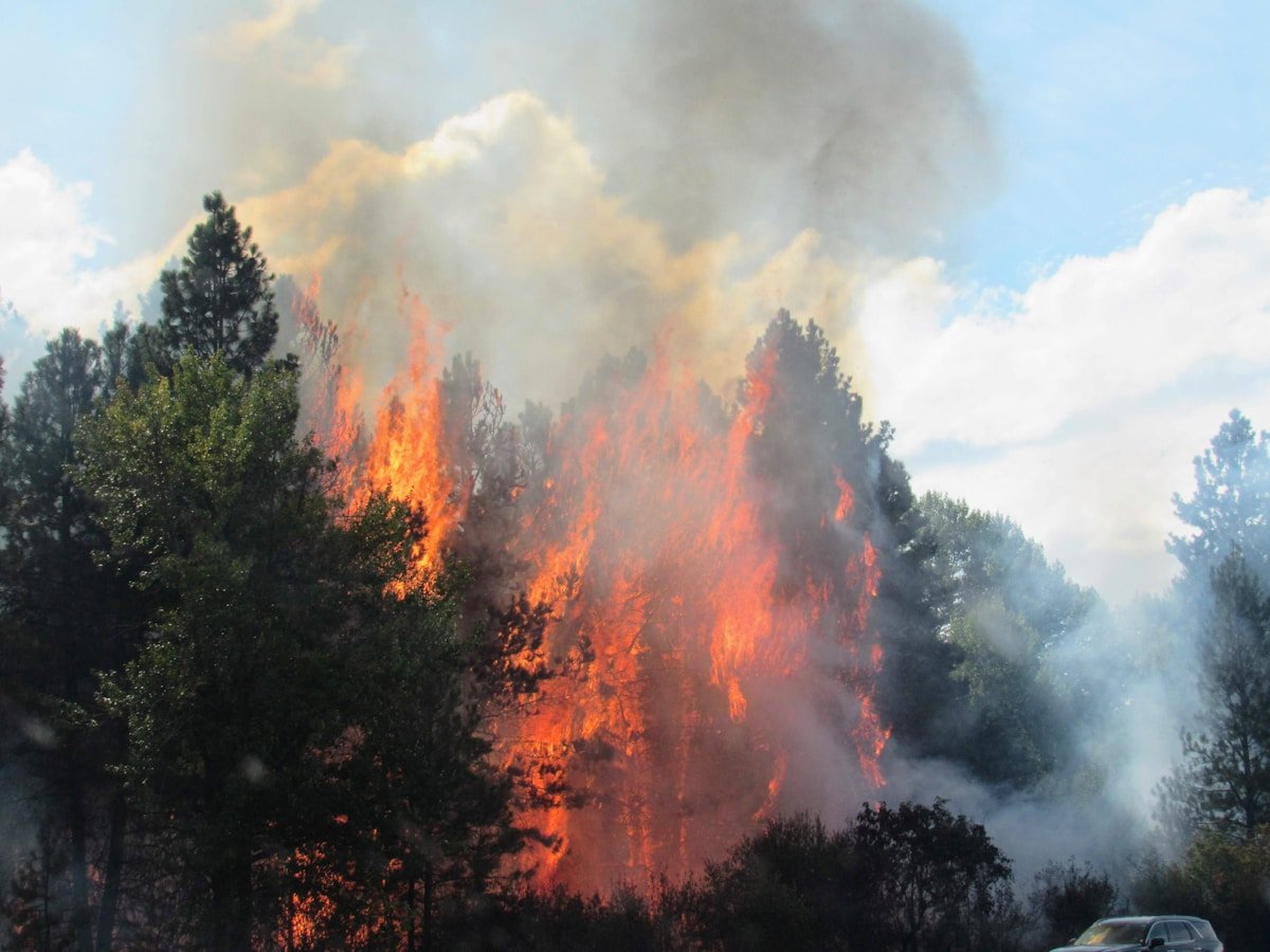 Beavers Are Fighting Wildfires - body image 1