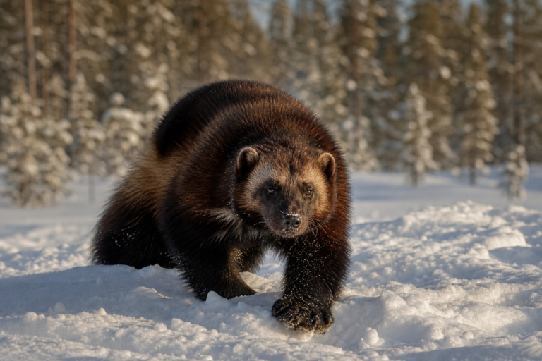 One of Europe’s Rarest Predators Was Saved From Extinction. Now It’s at Risk Again.