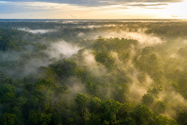 How Forests Make Rain: The Hidden Connection Between Trees and Weather