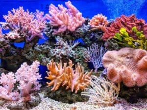 Bleached coral reef contrasting with healthy coral underwater