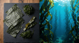Dried seaweed varieties beside a thriving underwater kelp forest, illustrating the superfood from the ocean