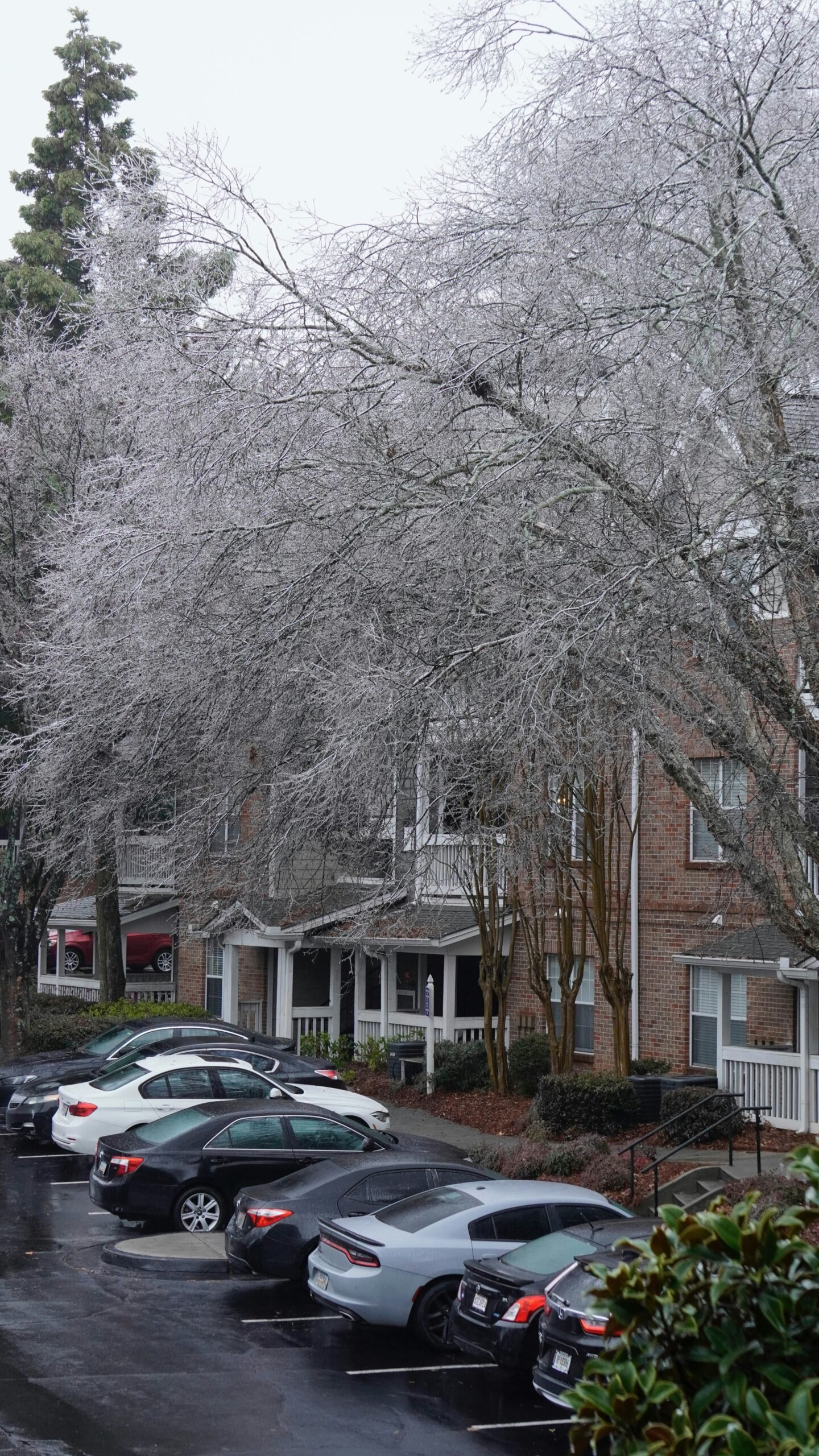 Power lines and tree branches heavily coated in thick glaze ice after a freezing rain storm