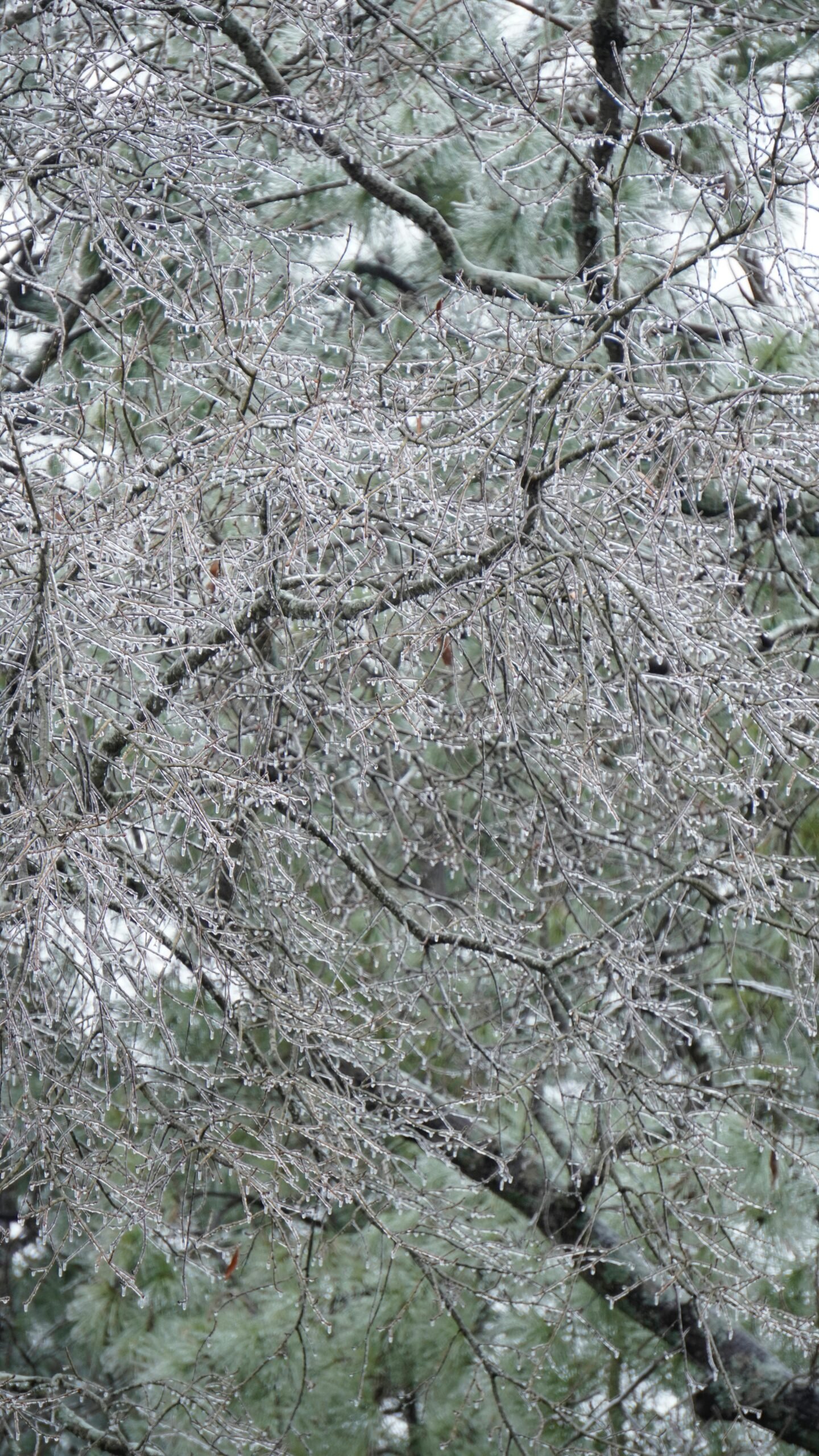 Small white ice pellets of sleet accumulated on a sidewalk after a winter storm