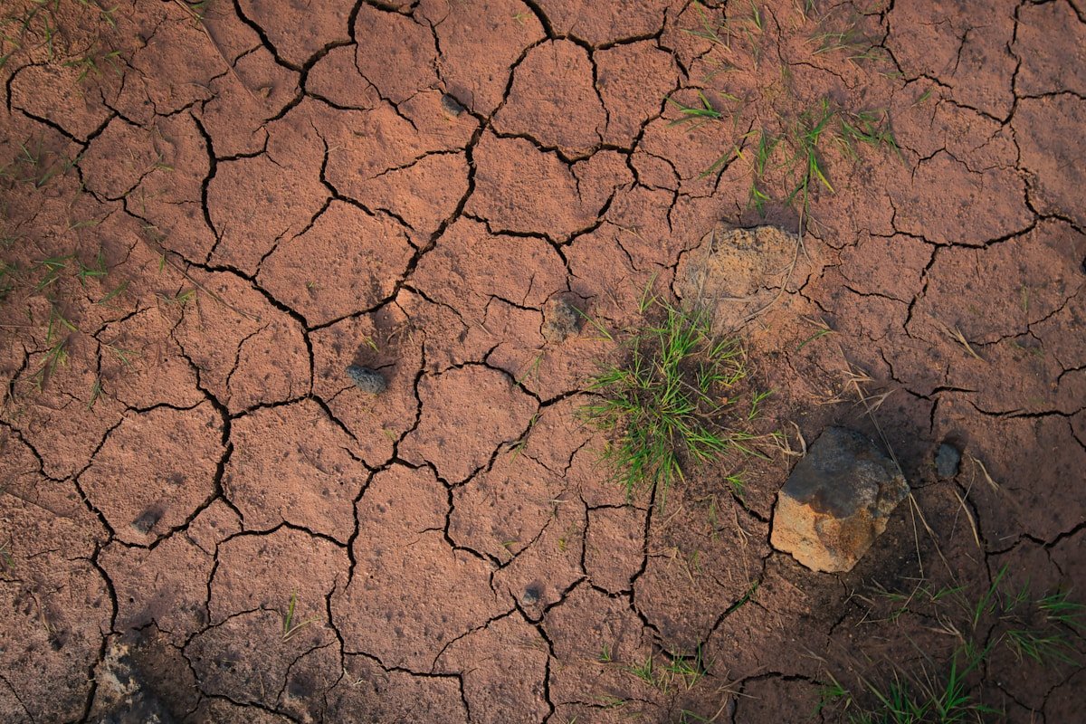 Cracked dry earth with sparse vegetation during record-breaking heat wave