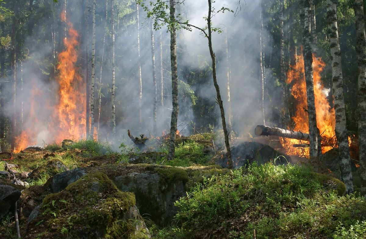 Aerial view of wildfire smoke rising from forest fires ignited by lightning in the Pacific Northwest, July 2026